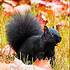 Black Squirrel Slide Puzzle Game Online