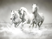 Horses Puzzle Game Online