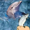 Hungry Dolphin Game Online